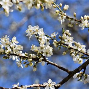 설중매나무 묘목(백매화) 개화주 R4cm 분묘1개