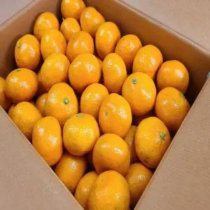 늘해랑 제주 타이벡감귤 실중량 4.5kg