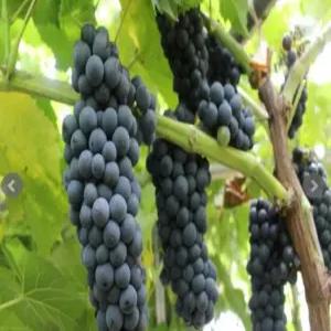 독일왕머루(삽묘목2년생)_머루/포도/머루나무/정원수(YI)