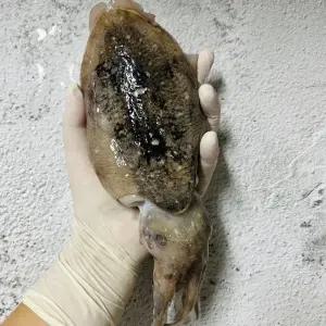 제철 서해안 생물 갑오징어 4kg