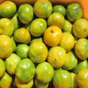 요즘핫이슈제주감귤10KG/ L /귤 감귤 밀감 조생귤 타이백 햇귤