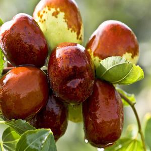 [나무의모든것]다양한 종류의 대추나무 묘목 접목묘 사과 복조 왕대추