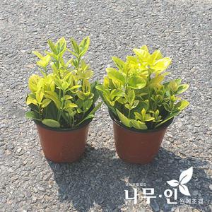 [나무인]황금사철나무  5포트