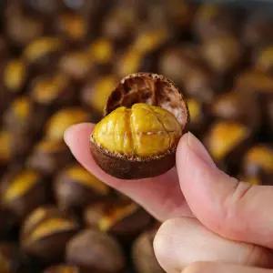 [2개구매시200g증정] 25년통관 햇 황금 약단밤 1kg 까기쉬운 칼집밤 군밤용