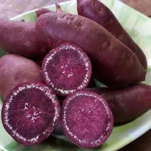 25년 소리팜 해남 자색고구마 10kg (못난이)