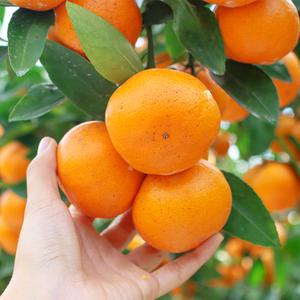 제주 서귀포 하우스 노지 조생 감귤 10kg 꼬마(2S)