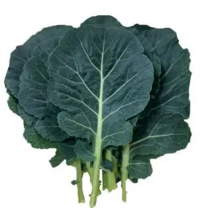 야채이야기 싱싱한 국내산 쌈케일 1kg 쌈채소