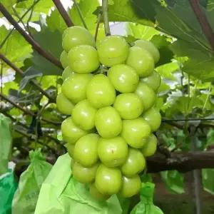 상주 고당도 제철 샤인머스켓 2kg 2~3수 망고 포도 농장 포도선물 샤인머스캣