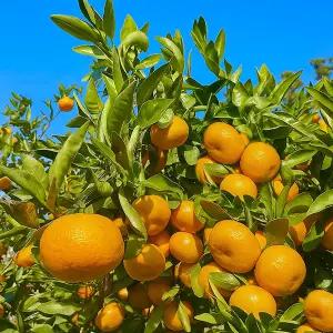 돌담프룻 제주산 노지 감귤 대과 4.5kg