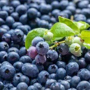 수입산 생 블루베리 생과 블루베리(18mm 이상) 125g x 4팩