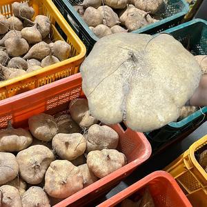 히카마 얌빈 멕시코 감자 10kg-무농약