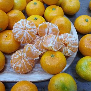 제주도 비가림 하우스감귤 대과 4.5kg