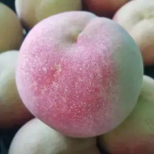 설아 설도 겨울 복숭아 대설백도 2kg 중과 7~8과