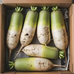 아삭 달큰한 햇 무우 다발 김장무 국내산 흙무 겨울무 월동무 특품 20kg