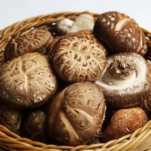 [사계절농장] 예천 황재경님의 무농약 표고버섯 1kg 못난이