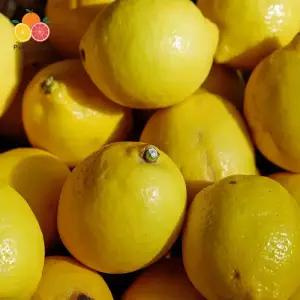 칠레 팬시 레몬 특대과 20입 2.8kg