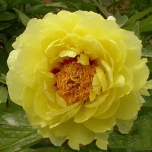 목단 ((황관)) 겹꽃목단 나무 묘목 개화주 1지 봄꽃 정원수 (목하원예조경)