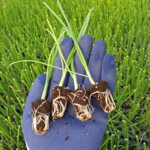 양파모종 자색 적양파모종 100구