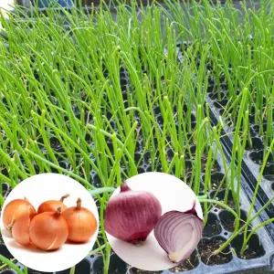 카타마루 양파모종 자색 적양파모종 100구