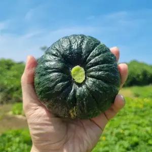 제주 미니 단호박 밤호박 로얄과 1kg