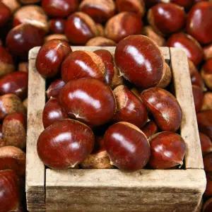 100% 국내산 2025년 첫 출하 삼조생 햇밤 1kg 중