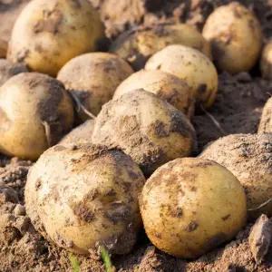 [팔도농장] 25년 수확 햇 수미감자(왕특) 3kg