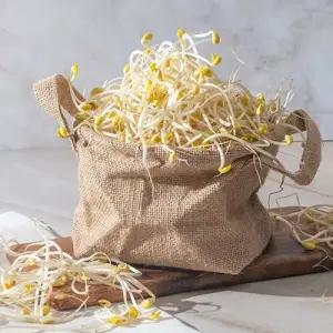 국내산콩으로 키운 무농약 콩나물 2kg