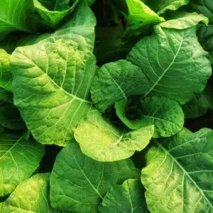 즙용 케일 5kg 유기농 무농약 쥬스용 주스용 녹즙