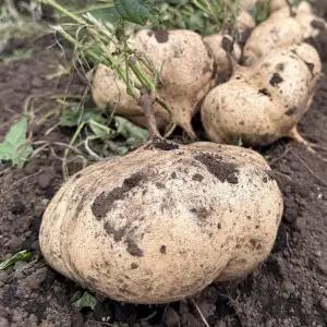 제주 히카마 5kg 멕시코 감자 히카마 얌빈 하카마 제주감자 히까마 햇감자 생으로먹는감자