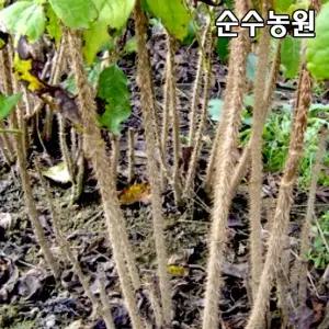 가시오갈피나무 묘목 실생2년 포트5개/가시오가피/특용수/약용수