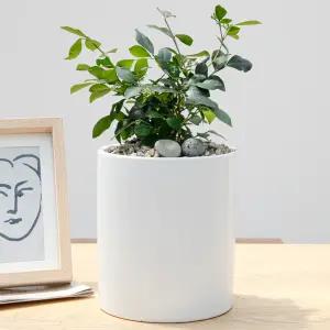 오렌지자스민 공기정화식물 개업화분 집들이화분 꽃배달