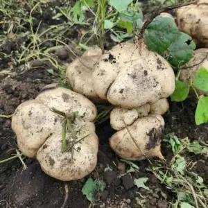 매장정품 제주 히카마 감자 멕시코감자 2kg 3kg 5kg 86889