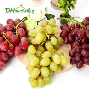 청포도 적포도 거봉(레드글로브) 2kg