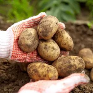 포근포근 감자 5kg 중