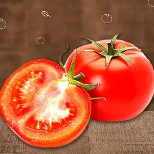 야과몰 달콤단단 신선한 맛 토마토  중대과 5kg