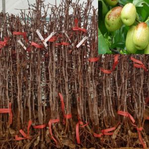 복조대추묘목(접목2년 )1그루 재래대과종 g022