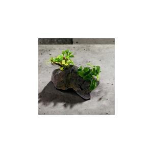 미미네아쿠아 2구 활착수초 - 웨이비그린 콩나나