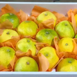 프리미엄 제주 천혜향 레드향 황금향 한라봉 카라향 과일 선물세트 5kg 달콤한 과즙 제철 귤 명품