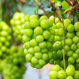 정품 / 샤인머스켓 포도 씨없는 망고 청포도 1-2kg