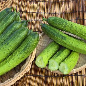 백다다기오이 25개(5kg내외)