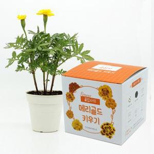 M꽃집사 _ 메리골드 키우기/식물/재배기/베란다/텃밭/방울/토마토/상추/흙/채소/화분/상자/새싹/옥상/씨앗
