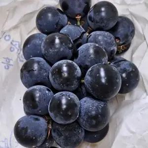 ksr 캠벨 포도 2송이 (WFJI1TQ)