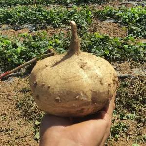 함평 유기농 히카마 10kg 15-30과 함평 히카마 감자 멕시코 감자 히카마 얌빈 유기농 감자 햇감자 함평감자