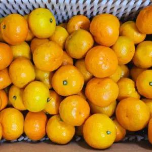 해와바다 제주직송 당도보장 노지감귤 혼합과 3kg 5kg 고당도 조생 귤 제철과일