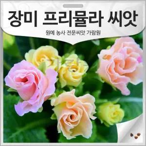 장미 앵초 씨앗 프리뮬라 종자 꽃씨 프리뮬라씨 10알