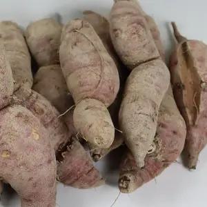 여주 못난이 꿀고구마 5kg