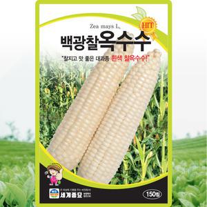 세계종묘 백광찰옥수수 씨앗 150립 흰색 찰옥수수씨 종자