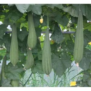 국산 생수세미 5kg - 즙 액기스용 잘키운 수세미열매