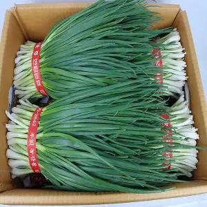 쪽파 제주도 깐쪽파 5kg 내외 5단 야채맘