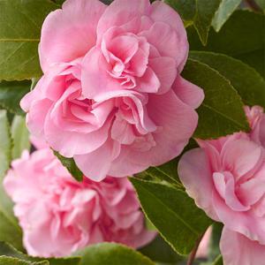 서향동백 소품 중품 겨울꽃 향기꽃 인테리어식물 동백나무